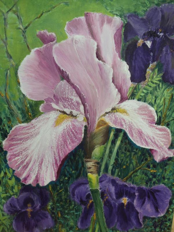Iris rose